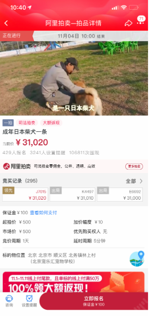 柴犬登登在淘宝网司法拍卖平台的竞价正式开始 价格已喊到3.1万