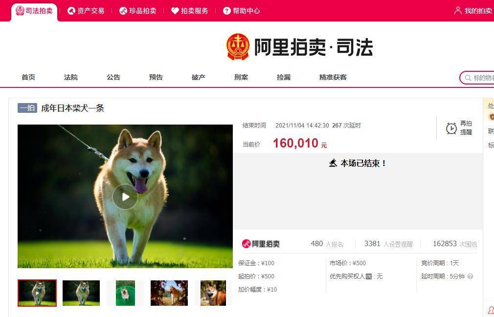 柴犬“登登”的拍賣最終“落錘” 以16萬余元的“天價”成交