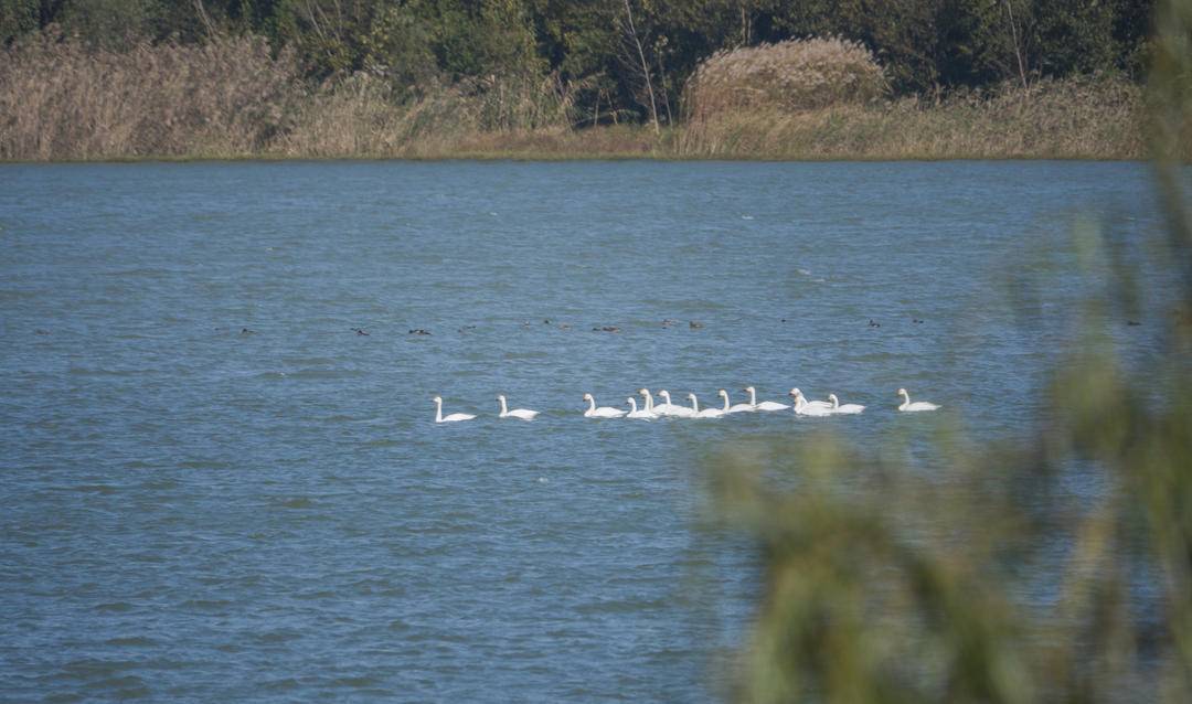 首批15只小天鹅飞临镇江句容赤山湖国家湿地公园驻足歇脚