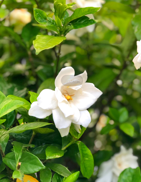 茶花冬天如何养殖 怕积水浇水要适量