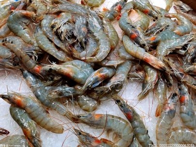 皮皮虾和濑尿虾是一样的吗？ 皮皮虾和濑尿虾有啥区别嘛？