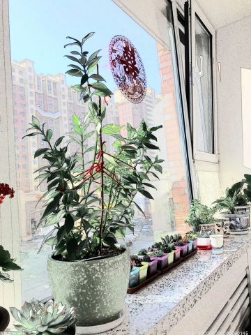 家里摆放什么花好？ 什么花适合摆放在家里呢？