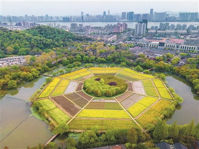 杭州八卦田遗址公园：金色的油菜花海如期而至