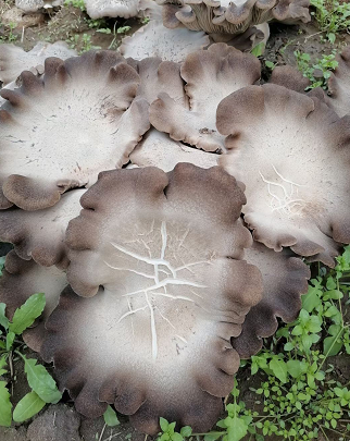 轻则进医院重则丢了性命 路边的蘑菇不要乱采